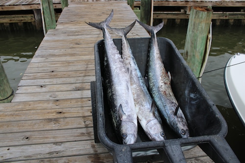 The 2023 ADSFR took place July 21-23, 2023, drawing thousands of spectators to the rodeo site on Dauphin Island.