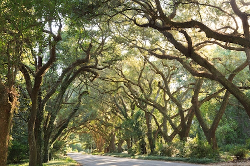 Live Oaks line a road in Magnolia Springs, Ala. (Jumping Rocks/Universal Images Group via Getty Images)