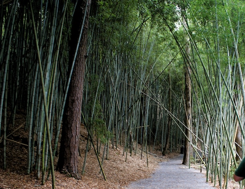 Bamboo Forest